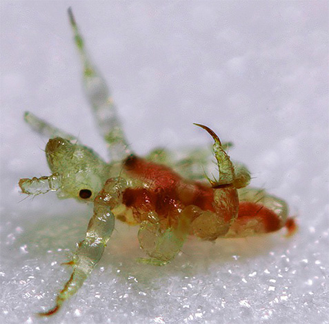 ตัวอ่อนของ pubic louse มีลักษณะเหมือนปูด้วยกล้องจุลทรรศน์