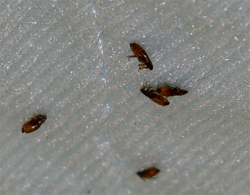 Insektsmedel i moderna sprayer påverkar snabbt och effektivt loppor utan att skada djuret.