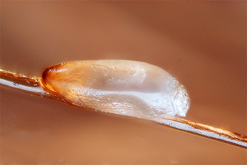 Le lendini sono le più difficili da rimuovere dalla testa, poiché sono molto saldamente attaccate ai capelli con un segreto appiccicoso.
