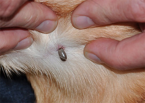 Inte bara loppor kan plåga en katt med bett, utan också andra insekter, till exempel fästingar, manke ...