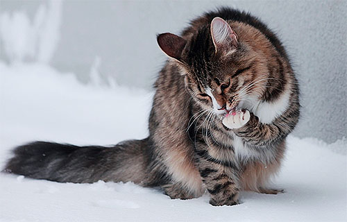 Efter att ha applicerat en loppspray på kattens kropp i flera timmar bör du inte låta djuret slicka
