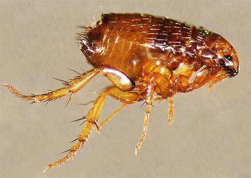 Kombinationen av flera insekticider samtidigt i Blochnet-produkter tillåter inte bara att förstöra befintliga, utan också att skrämma bort nya parasiter.