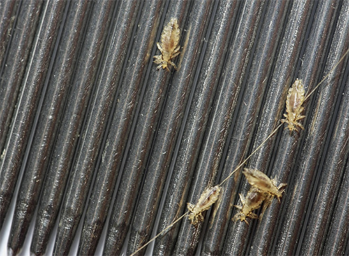 Na fotografii - vši vyčesané špeciálnym hrebeňom