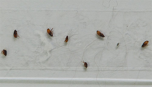 Preparat som innehåller pyretroider och organofosfor insekticider är effektiva mot loppor, men de kan vanligtvis inte användas förrän kattungen är 6 månader gammal.
