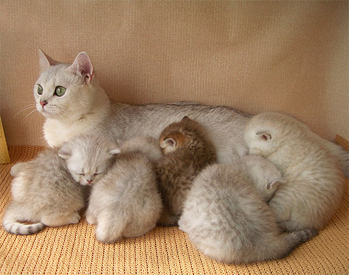 Det rekommenderas inte att behandla en kattunge för loppor innan den avvänjs från sin mamma.