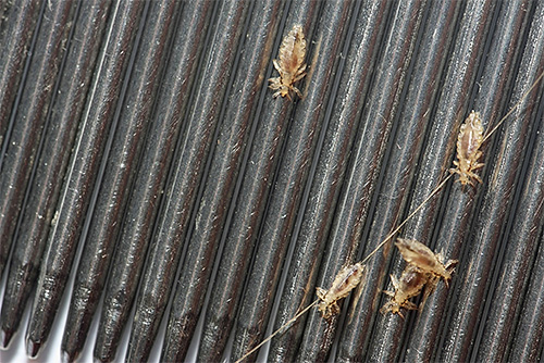Les peignes à poux sont l'un des remèdes maison les plus efficaces et les plus sûrs pour éliminer les parasites.
