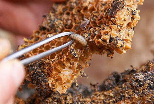 Et voici à quoi ressemblent les larves de teignes de cire vivant dans des nids d'abeilles