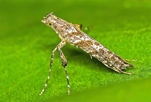 Le papillon Caloptilia hemidactylella plie ses ailes dans un tube étroit