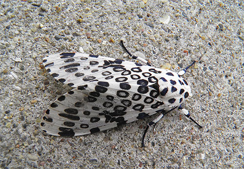 Papillon léopard