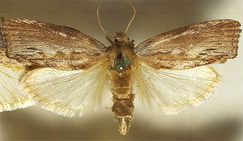 La photo montre un papillon de teigne de cire 