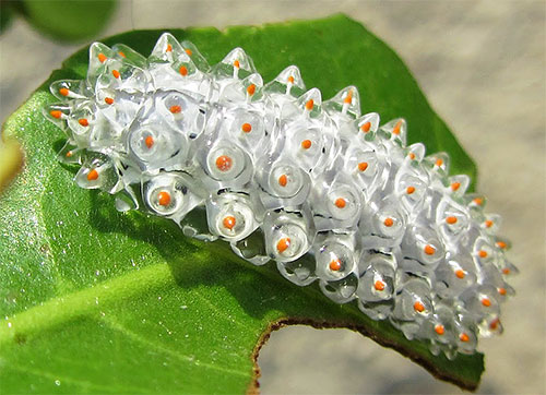 Cette chenille, qui ressemble à un amas de petits cristaux, est aussi une larve de papillon de nuit (Acraga Coa de la famille Dalcerid)