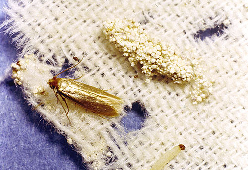 Papillon de mite de vêtements et sa chenille sur le tissu endommagé