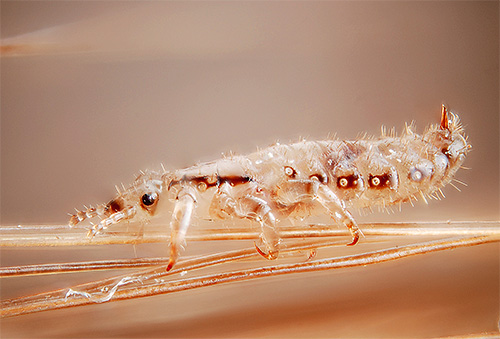 En egenskap hos Paranit är den höga säkerheten för dess användning för människor, eftersom den inte innehåller kemiska insekticider.