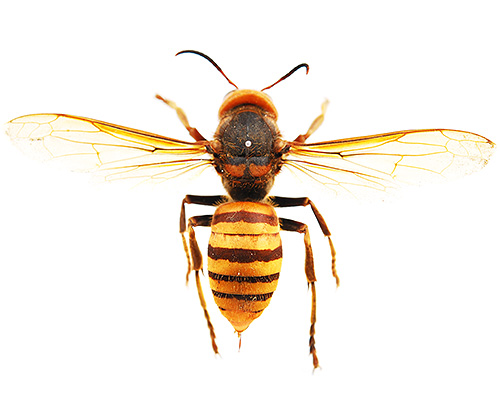 Fotografia de uma vespa asiática gigante