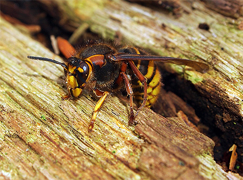 We figure out where the hornets prefer to live and what these interesting, but rather dangerous insects eat.