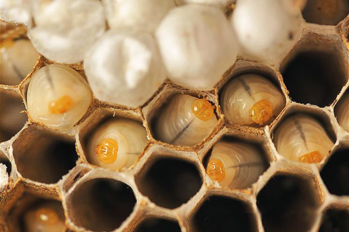 The future offspring of hornets are waiting for their time in secluded honeycombs