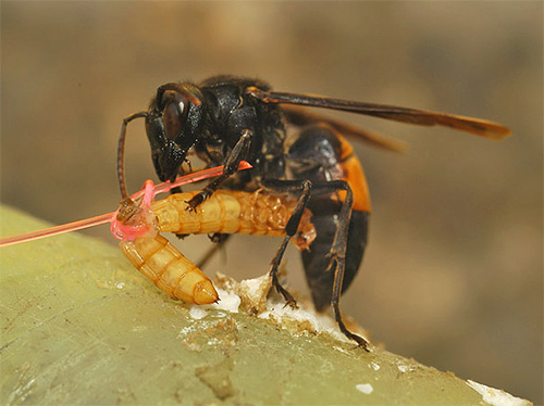 Caught insects are fed by hornets to their larvae.