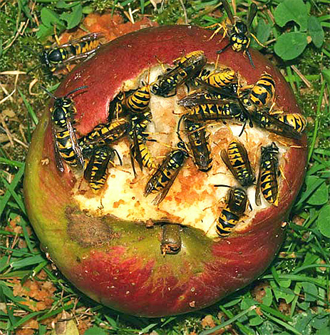Adult hornets are able to feed on sweet fruits, such as rotting apples.