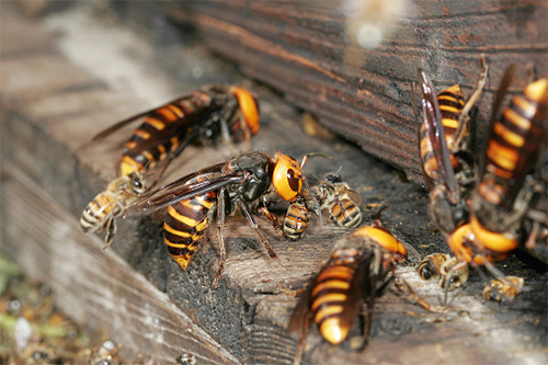 In a plundered honey bee hive, hornets find plenty of food for themselves and their larvae.