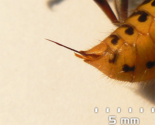 Hornets usually kill other insects with their jaws, and the sting is used mainly for protection.