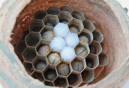 Inside the hornet's nest there are honeycombs and chambers in which the larvae live and develop.