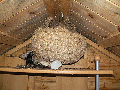 In early autumn, the hornet nest can already reach 1 meter in diameter.