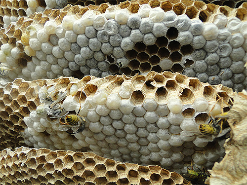 The photo shows eggs laid by the uterus of hornets in honeycombs