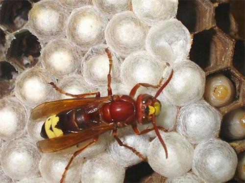 Queen hornets in the nest