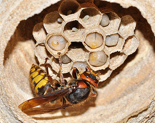 Hornets are similar to ordinary wasps in their way of life, but have their own characteristics.