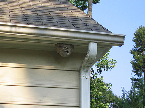 For their nest, hornets choose secluded places where it is warm and there are no drafts.
