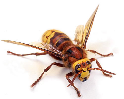 It is difficult to call a hornet an overly aggressive insect, but you can’t call it a pleasant neighborhood either.