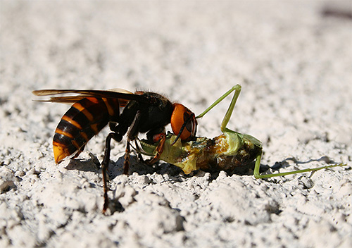 Hornets are predators whose diet is based on other insects.