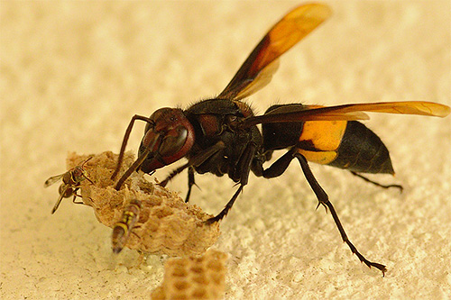 For beekeepers, the neighborhood of the hornet family is dangerous because these insects eat bees and their supplies with pleasure.
