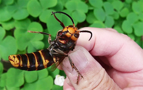 Giant Asian hornets live in Asia, slightly different in color from European ones.