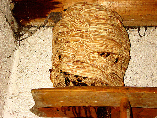 Hornets build nests and live in them with whole families