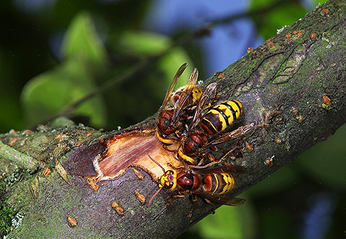 Hornets are able to strongly gnaw the bark on young trees.