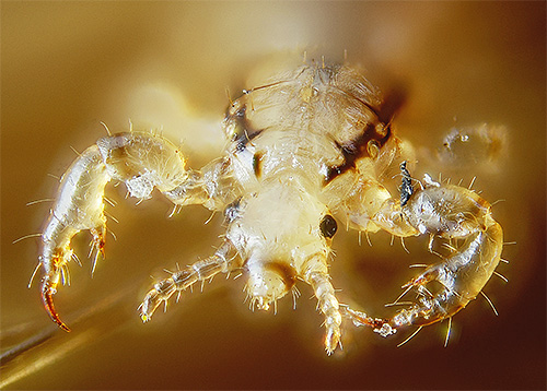To dream of lice that talk is to hear soon