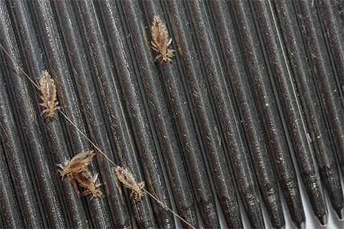 From the point of view of psychology, nits and lice in a dream are not a very pleasant sign.
