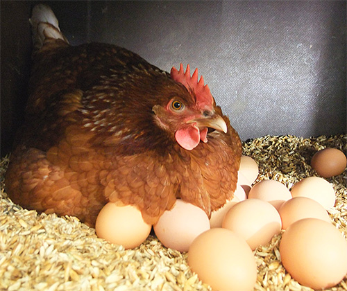 เนื่องจากการปรากฏตัวของปรสิต แม่ไก่อาจปล่อยเงื้อมมือของพวกมัน