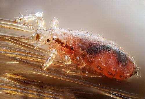 La couverture chitineuse dense des poux les rend résistants aux substances agressives, y compris certains insecticides.