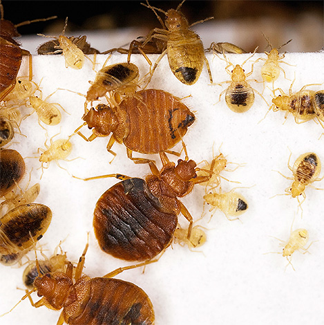Jed vo forme prachu alebo insekticídnej kriedy vo väčšine prípadov nebude mať výrazný účinok na ploštice
