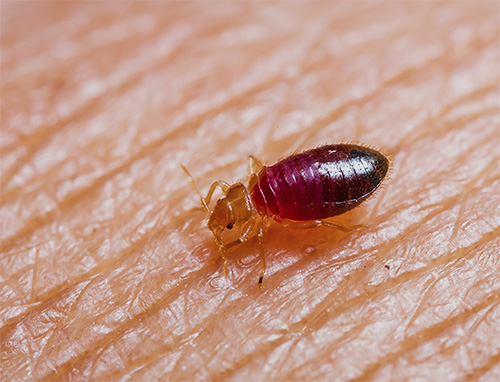 Contro le cimici, il tanaceto non è efficace come contro alcuni parassiti del giardino, poiché le cimici si nutrono solo di sangue.