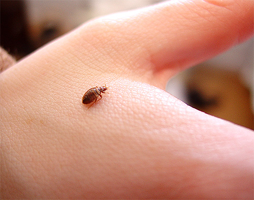Se ci sono molte cimici nella stanza, il tanaceto non sarà in grado di spaventarle lontano da una persona per molto tempo.