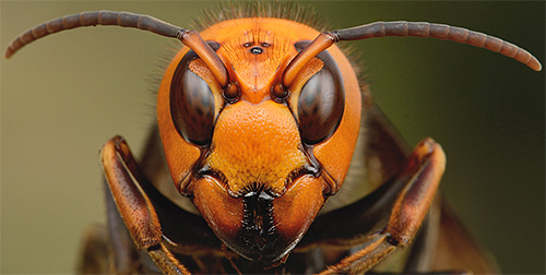 Il calabrone gigante non ha bisogno di usare il suo pungiglione nella lotta contro l'ape: con un movimento di tali mascelle, lo rompe semplicemente