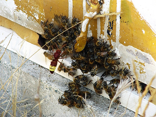 È molto difficile per le api sfondare la dura copertura chitinosa del calabrone, quindi è quasi invulnerabile per loro.