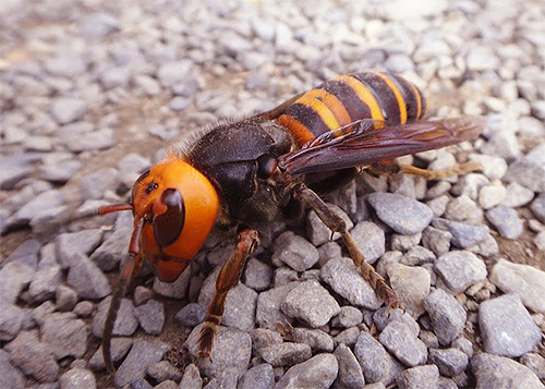 La foto mostra il Giant Asian Hornet, un vero assassino di api.