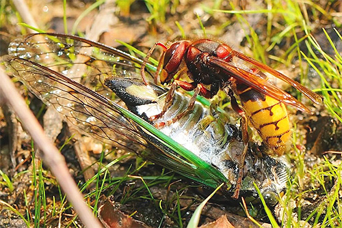 I calabroni uccidono spesso altri insetti, ciò è dovuto alla necessità di nutrire la loro prole.