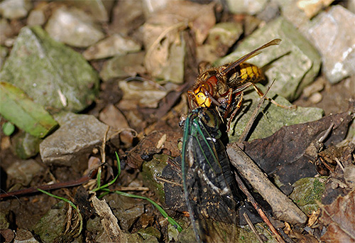 Nella foto - un calabrone trascina un insetto morto per nutrire le larve