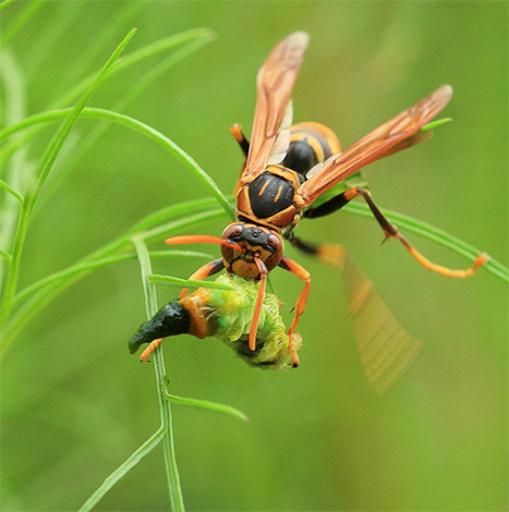 I calabroni sono predatori tipici
