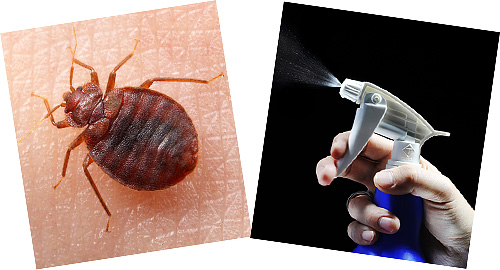 We deal with the features of the work of sprays and aerosols for the destruction of bedbugs ...